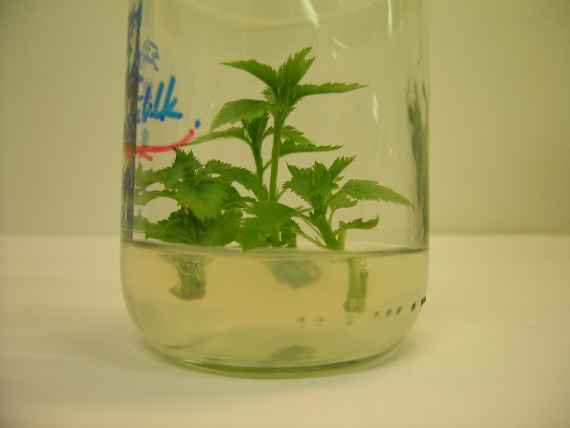 zu sehen ist ein Glas halb mit Flüssigkeit gefüllt in dem grüne Pflanzenteile schwimmen