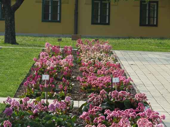 Blumenbeet mit Rosa Blumen 