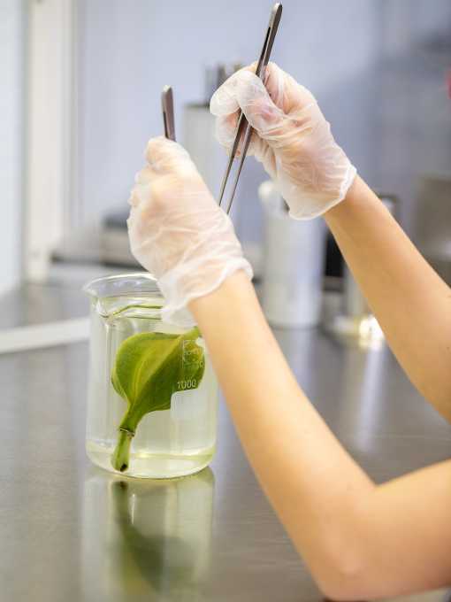 zu sehen sind Frauenhände mit weißen Handschuhen, die Pflanzenteile mit einer Pinzette in einem Glas halten