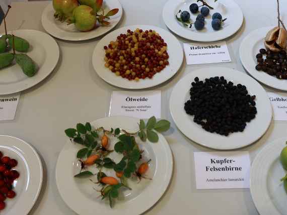 Wildobst aus eigenem Anbau