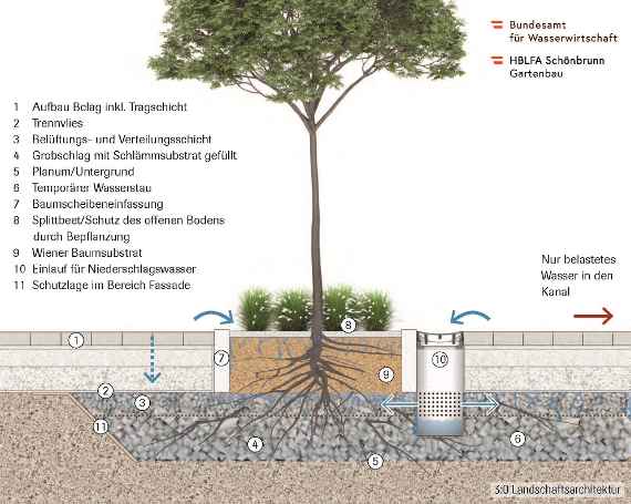 zu sehen ist eine Grafik über das System Schwammstadt. Abgebildet ist ein Baum mit Wurzeln, Stamm und Krone mit Erklärungen dazu.