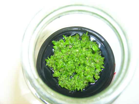 zu sehen sind sehr kleine grüne Keimlinge in einem Reagenzglas