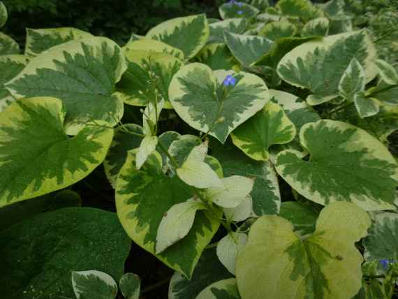 zu sehen sind länglich geformte, grün-weiße Blätter einer Pflanze