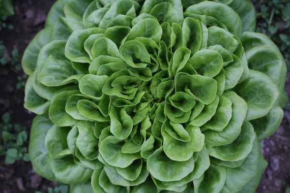 zu sehen ist ein Salat mit grünen Blättern
