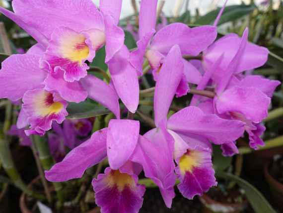 Cattleya ’Anton Umlauft’ 