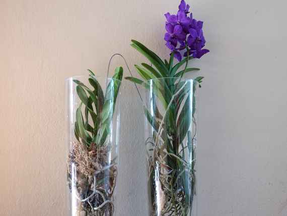 Vanda Hyb.