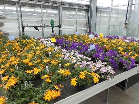 zu sehen sind verschiedene Pflanzen in einem Glashaus, die gelb, rosa und lila blühen