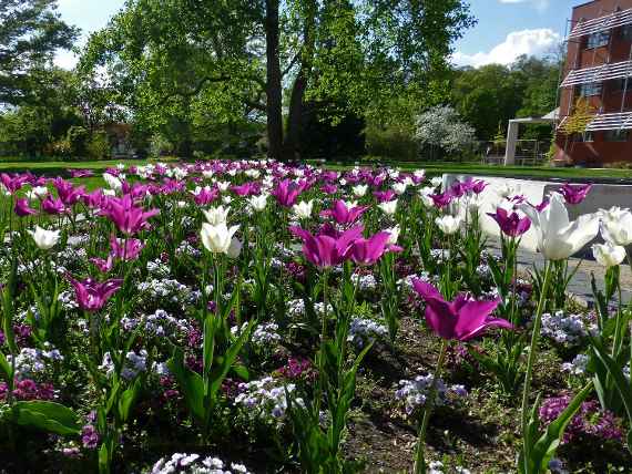 zu sehen ist ein Beet voll mit violetten und weißen Tulpen in einem Garten