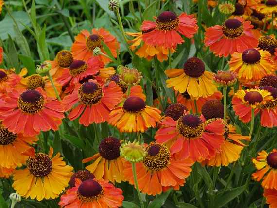 zu sehen sind Blumen mit gelb-orangenen Blütenblättern