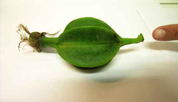 Cattleya - Hybride