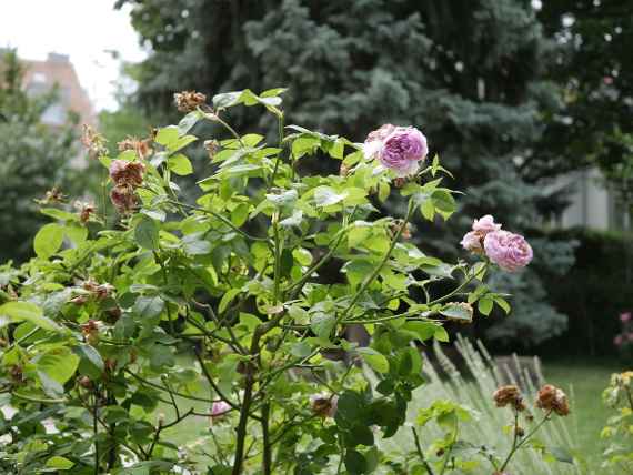 Klimt-Rose