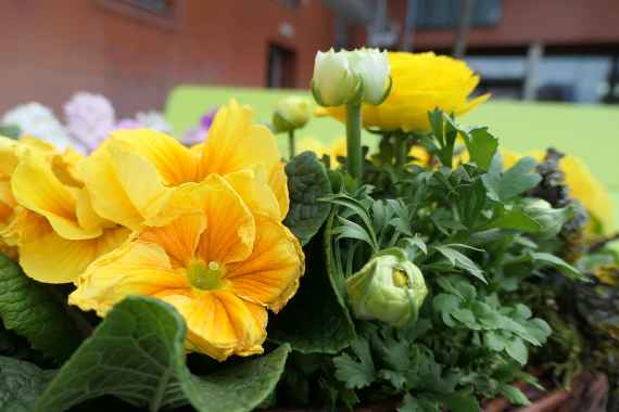 zu sehen ist eine Blume mit gelben Blüten