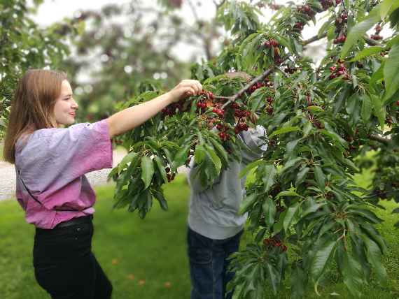Schülerin pflückt reife Kirschen vom Baum
