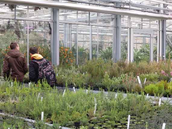 zu sehen sind verschiedene grüne Pflanzen in einem Glashaus