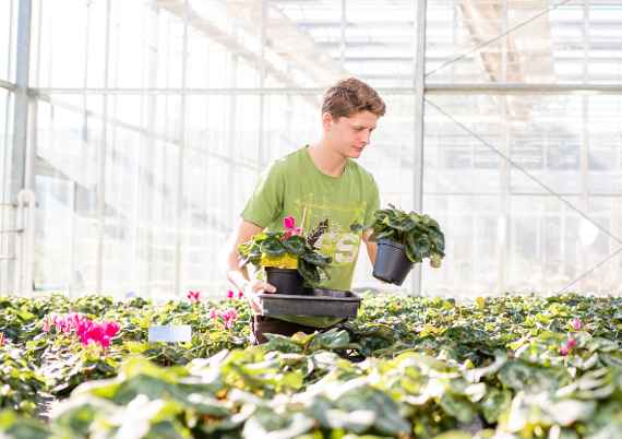 Ein Schüler hantiert mit Cyclamen im Glashaus