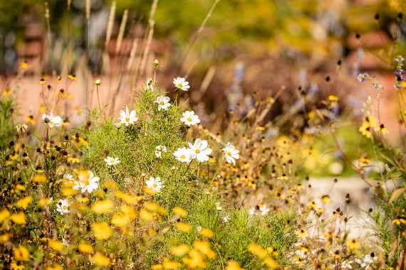 Verschiedene Blumen blühen im Schulgarten der HBLFA