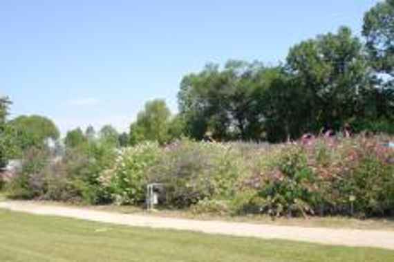 Stärucher mit Gelben und rosa lila Blüten