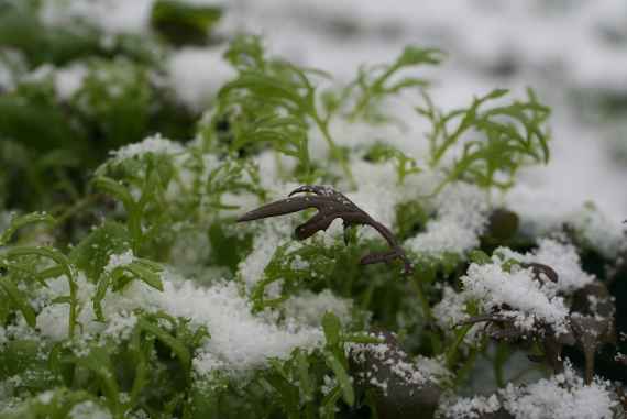 Grüne Pflanzen von Schnee bedeckt