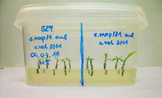 In-vitro-Veredelung bei Citrus 