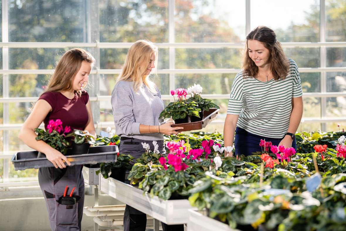 zu sehen sind 3 Schülerinnen, die in einem Glashaus rote Blumen pflegen