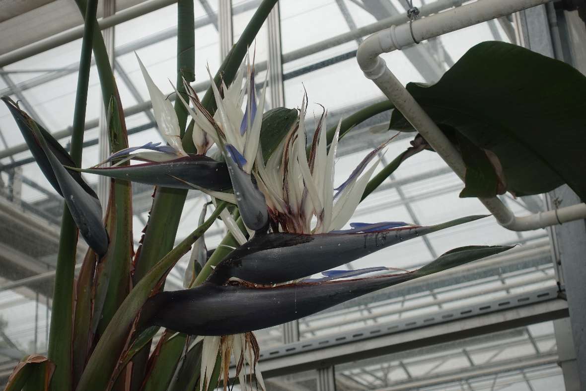 zu sehen sind die blau-weißen Blüten einer Pflanze in einem Glashaus