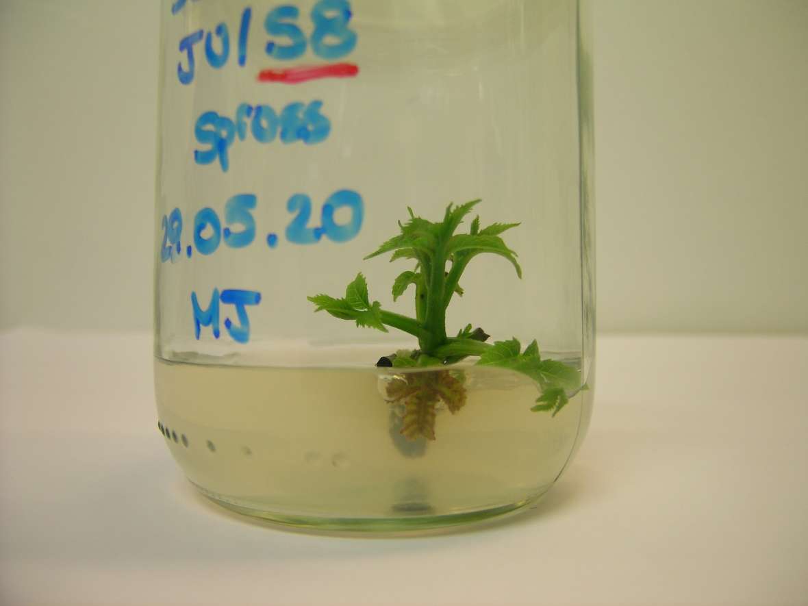 zu sehen ist ein Glas das mit blauem Stift beschriftet ist und in dem eine kleine grüne Pflanze mit 3 Blättern schwimmt