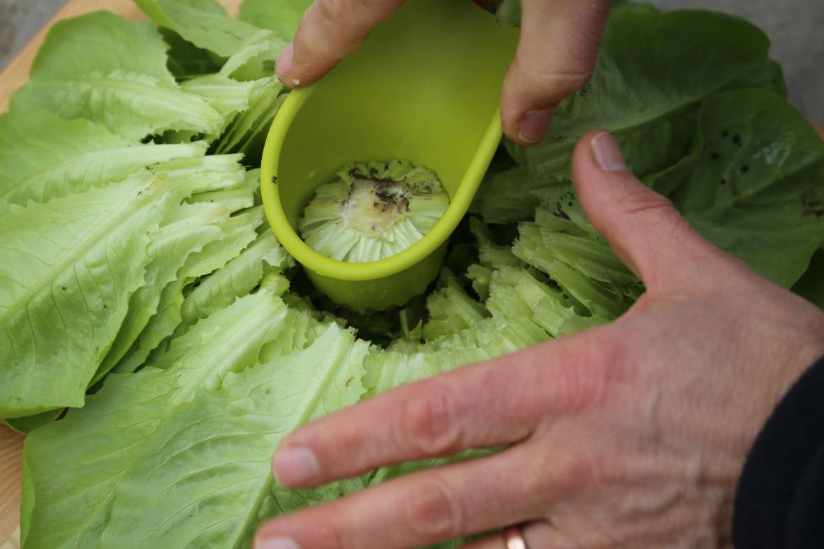 am Bild zu sehen ist, wie das Salatherz aus dem ganzen Salat ausgestochen wurde