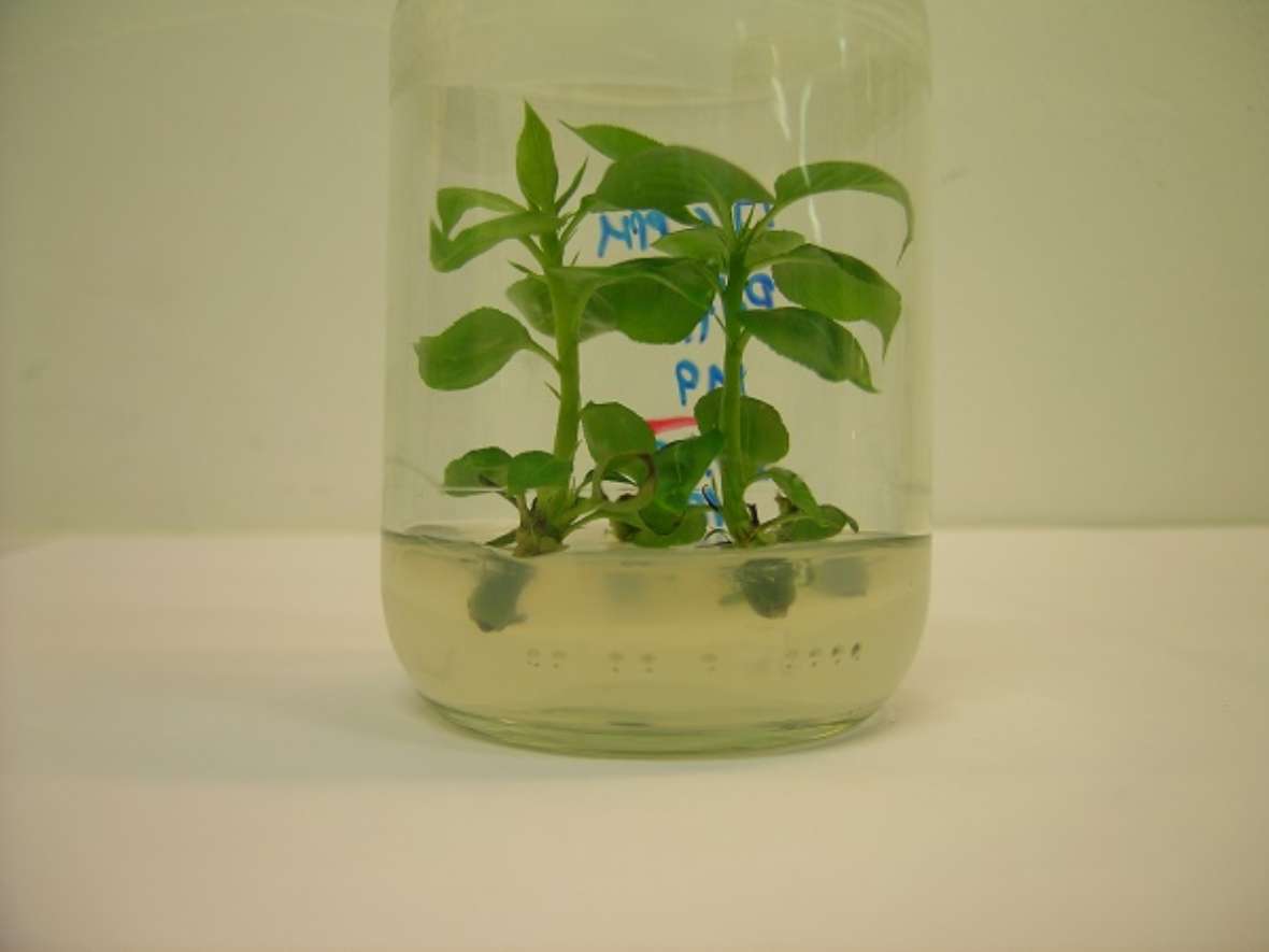 zu sehen ist ein Reagenzglas, in dem grüne Pflanzenteile in einer Flüssigkeit liegen