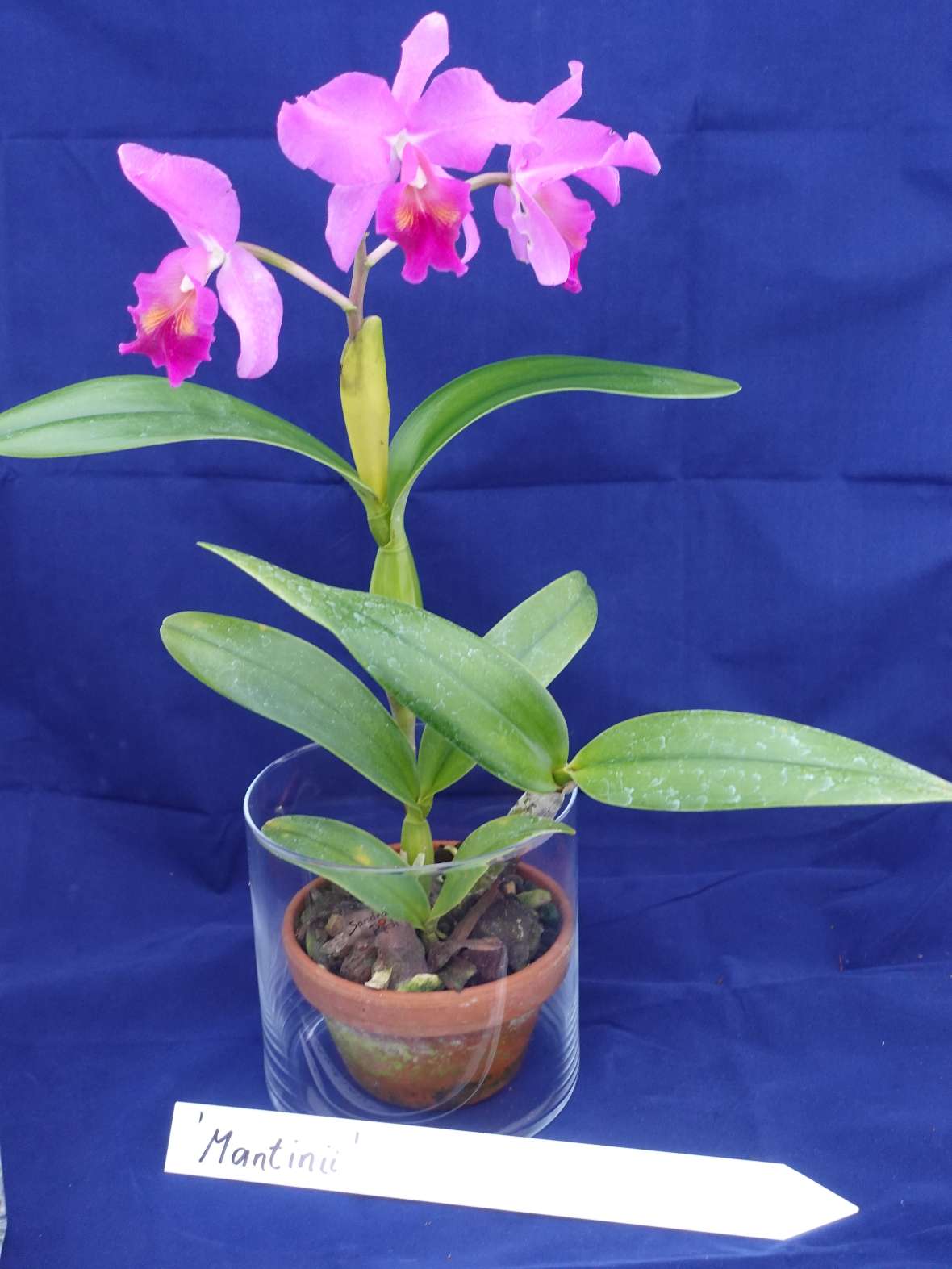 Cattleya Mantinii