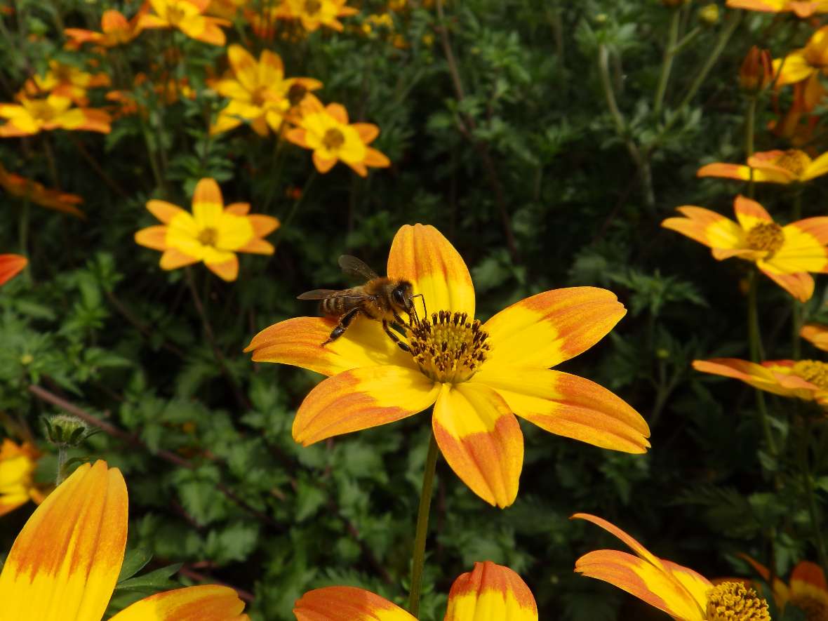 zu sehen ist eine Pflanze mit grünen Blättern und einer gelben Blüte, auf der eine Biene sitzt