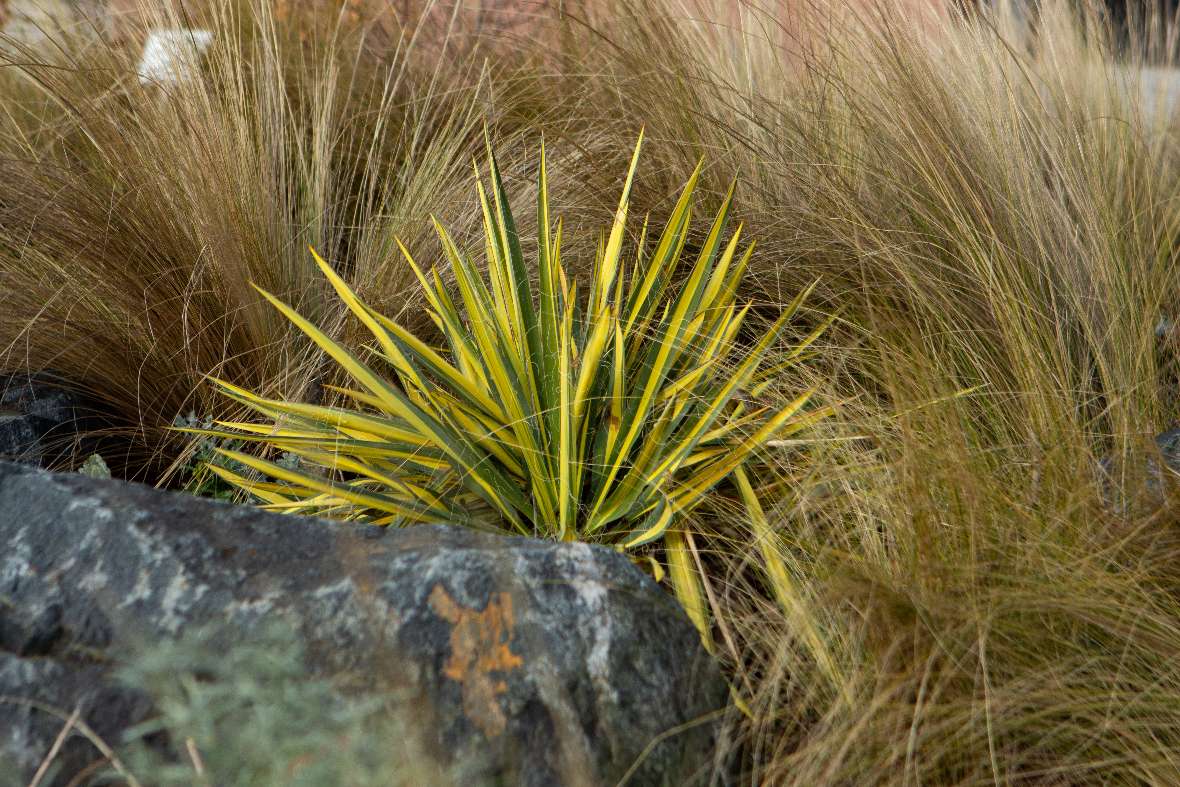 Buntblättrige Palmlilie (Yucca) im Wüstengarten