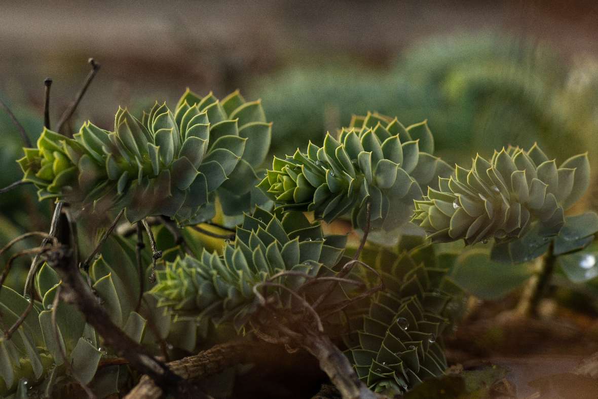 Walzen-Wolfsmilch (Euphorbia myrsinites) im Steingarten