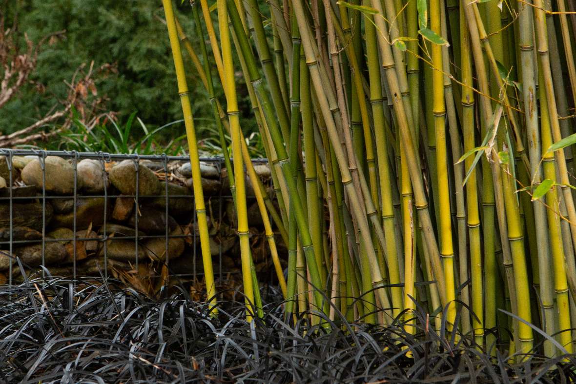 Attraktive Halme vom Flachrohrbambus mit Schwarzem Schlangenbart im Bambusgarten