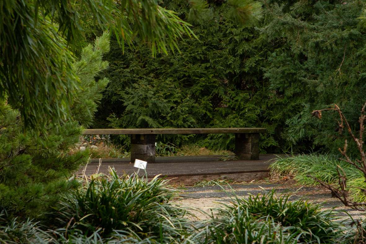 Stimmungsbild aus unserem Bambusgarten, im Hintergrund Nadelgehölze aus dem Arboretum