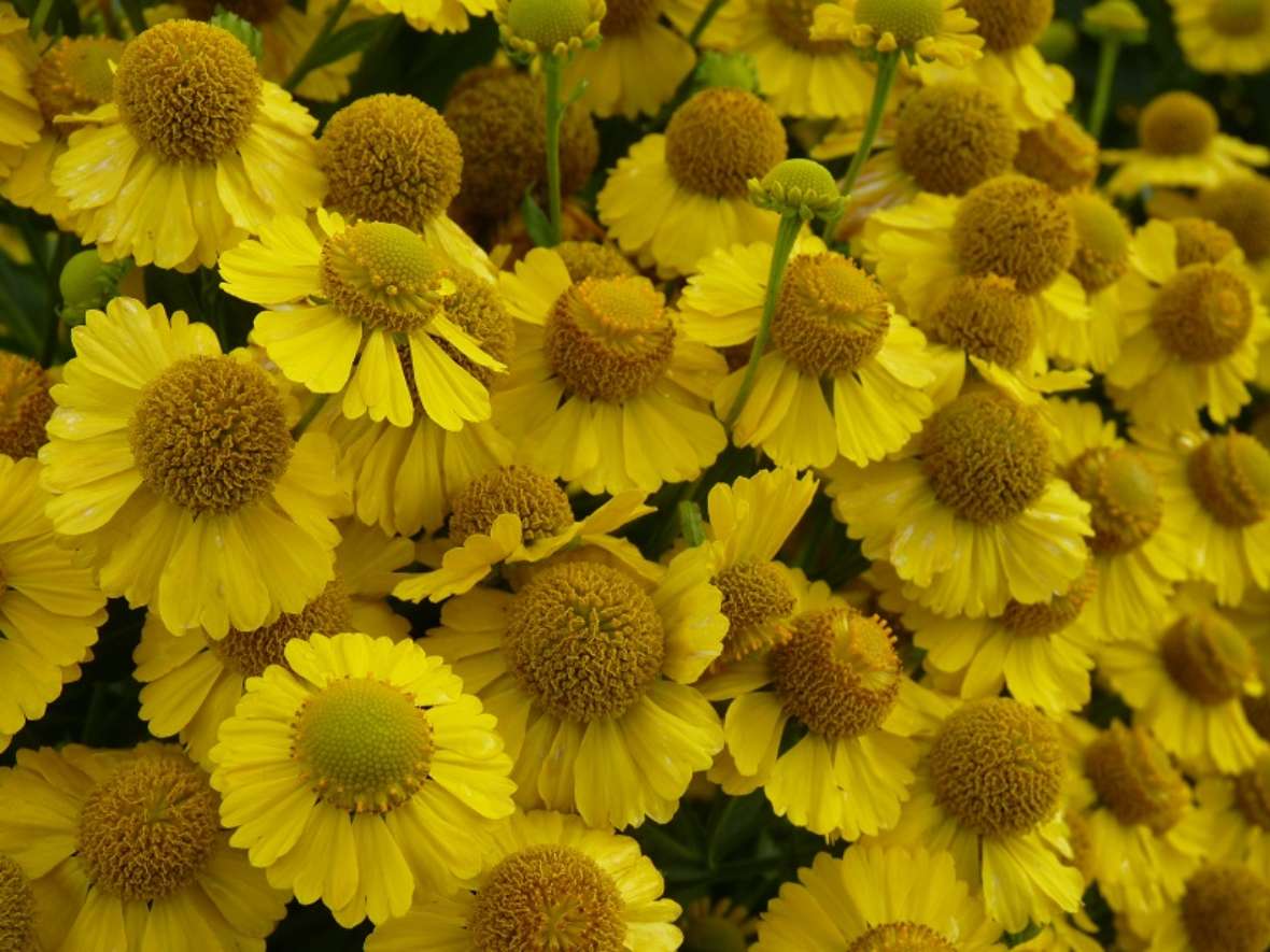 zu sehen sind Blütenköpfe mit gelben Blütenblättern