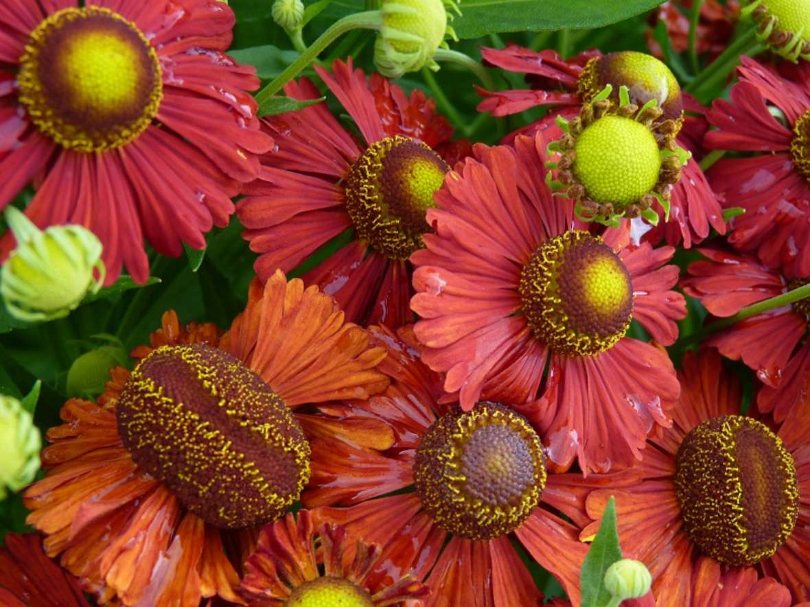 zu sehen sind Blütenköpfe mit orangenen Blütenblättern