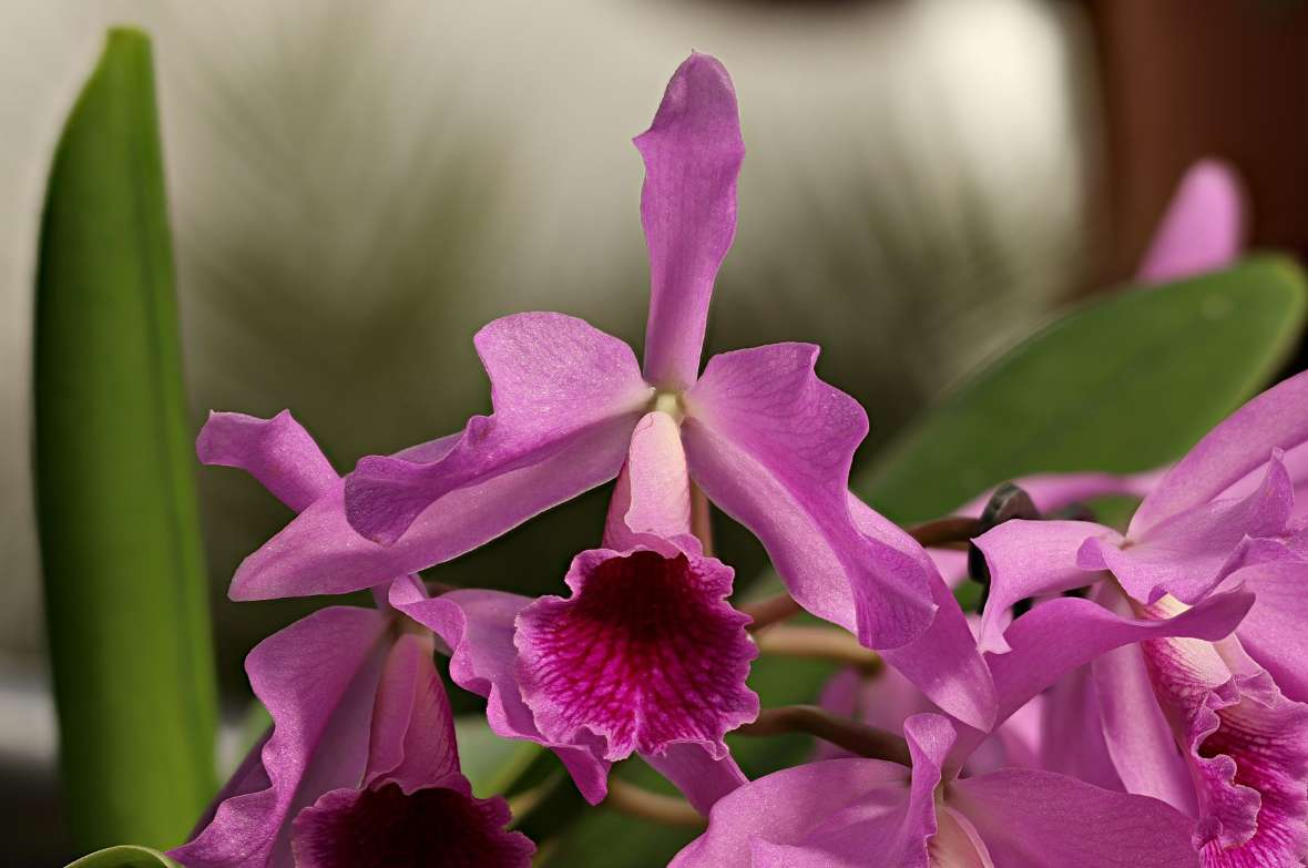 zu sehen ist eine lila Blüte einer Orchidee 