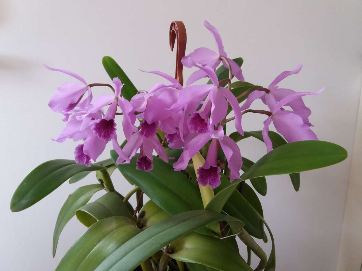 zu sehen ist eine Orchidee mit lila Blüten und grünen Blättern.
