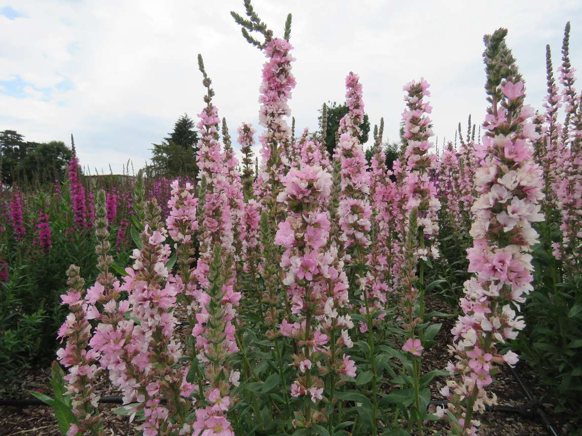 Intensit rosa blüht dieser Blutweiderich im Schulgarten.