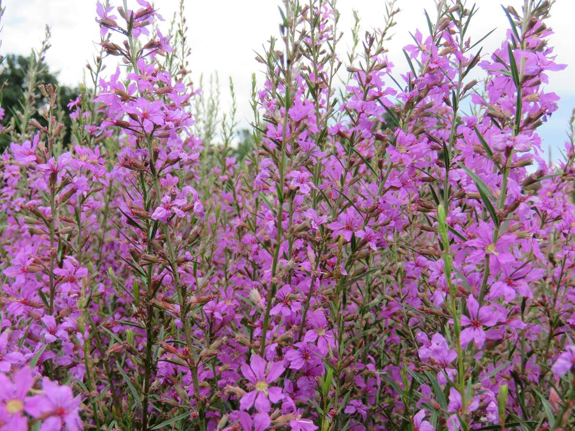 Die Blüten des Lythrum virgatum Helene tunken das Bild in leuchtendes Violett.