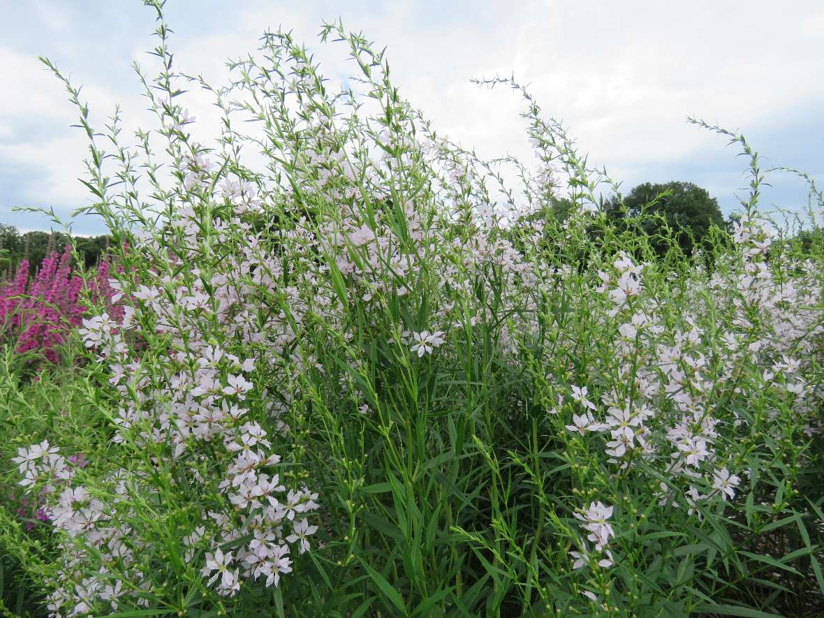 Der Name White Swirl dieser Sorte weist auf die weiße Blüte hin.