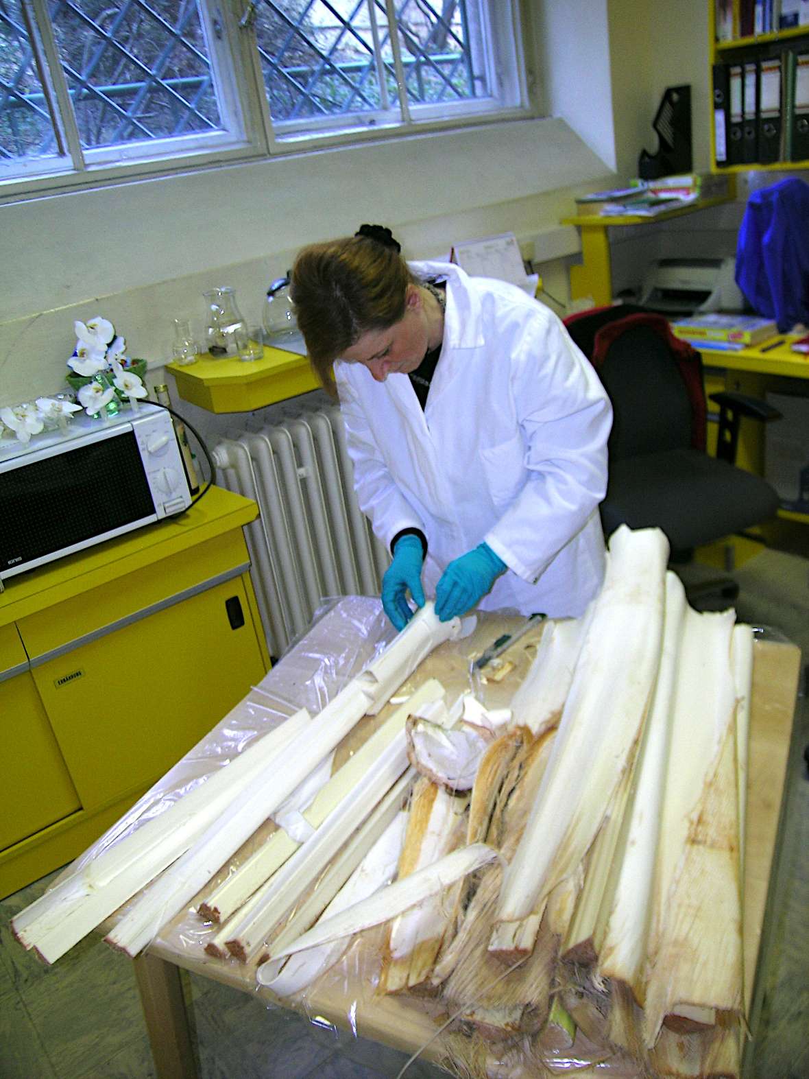Die Palmenteile werden im Labor untersucht.