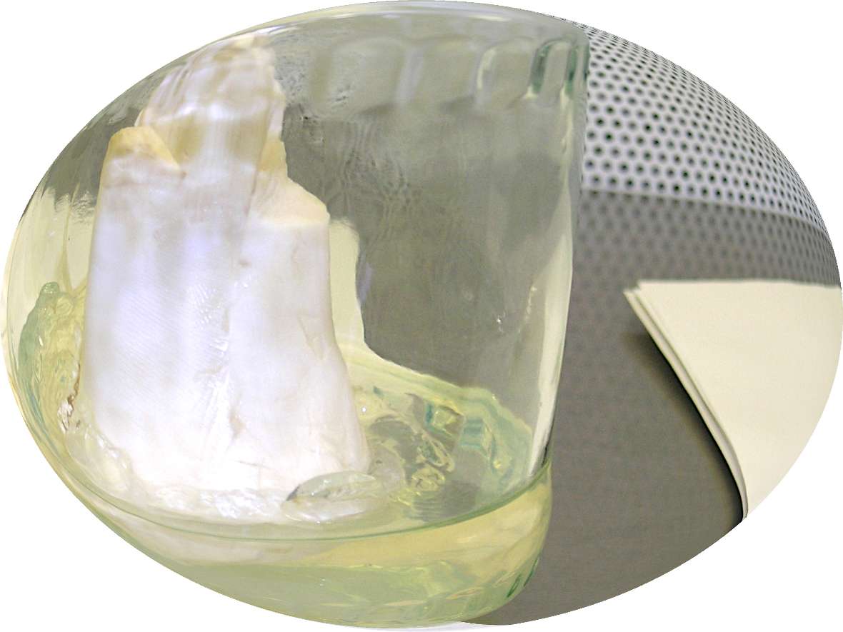 Das weiße Palmenherz sitzt auf durchsichtigem Nährboden im Reagenzglas.