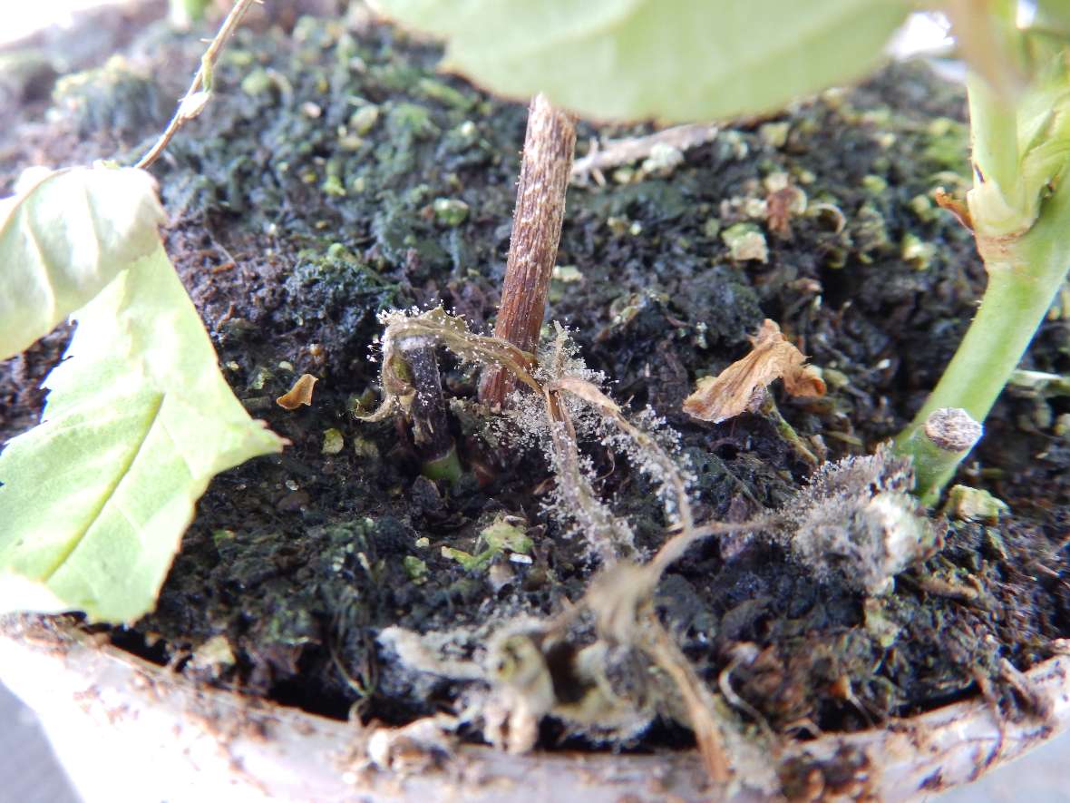 Auf den abgestorbenen untersten Blättern der Rosenpflanze hat sich Botytis entwickelt, erkennbar am grauen Flaum aus Pilzmyzel und Sporenträgern.