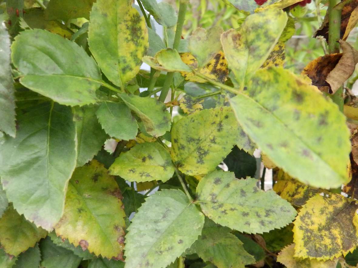 Auf den teilweise gelb verfärbten Rosenblättern sind dunkelbraune sternförmige Flecken erkennbar, verursacht durch einen Befall mit Sternrusstau. 