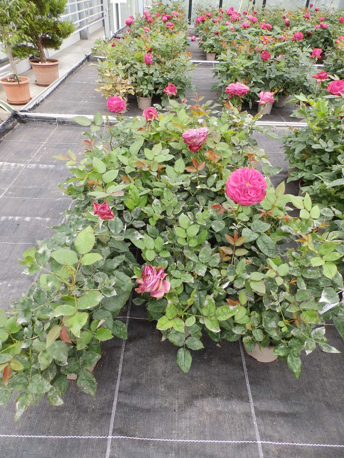 Am Versuchsende zeigen die Rosen in einzelnen Behandlungsvarianten starken Befall mit Echtem Mehltau. Die Randpflanzen wurden für die Durchführung der Endbonturen bereits entfernt.
