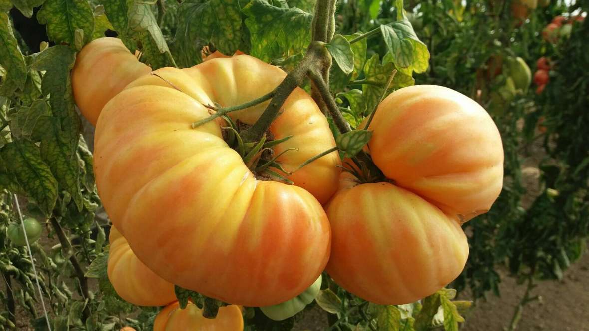 Zwei gelb orange Ananasparadeiser 