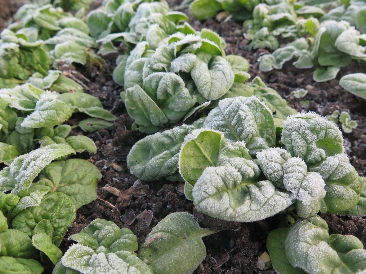 Blattspinate können im Winter vom Freiland geerntet werden