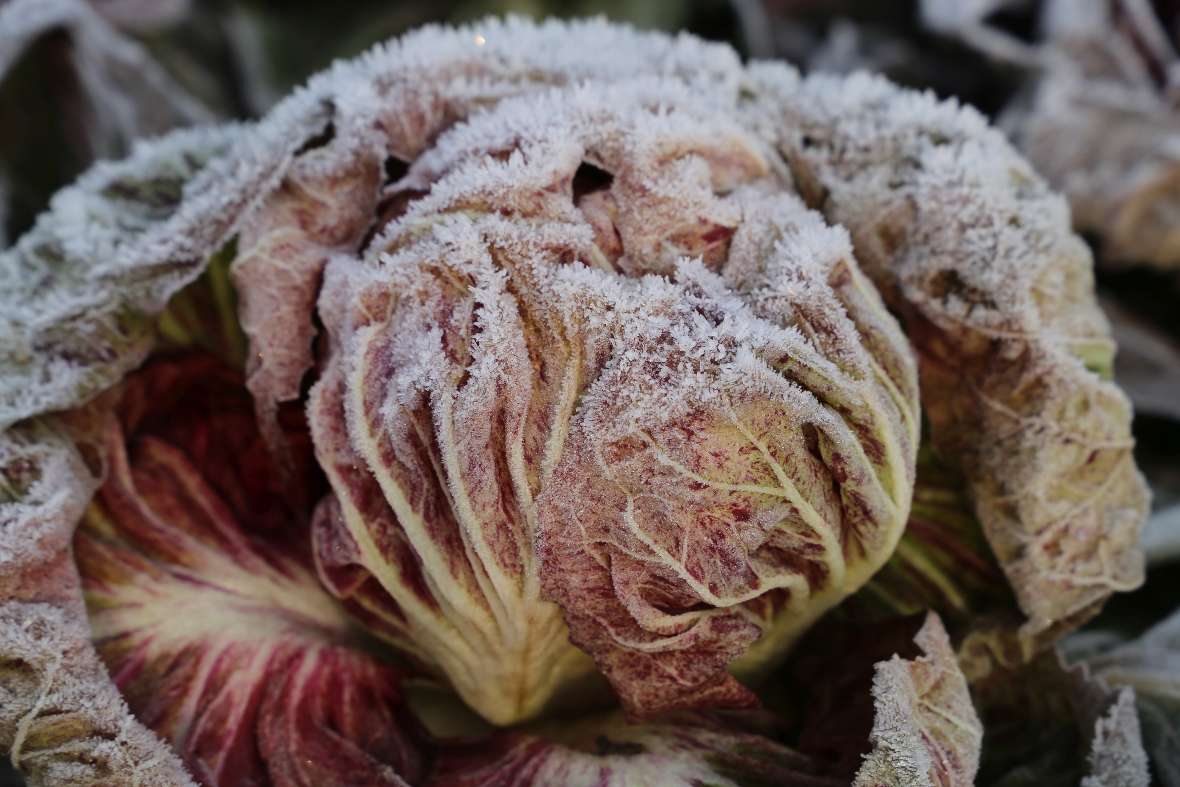 Radicchios (hier der gesprenkelte ‚Variegata di Lusia‘ von Reinsaat) sind extrem kältefest und wintertauglich - selbst im Freiland