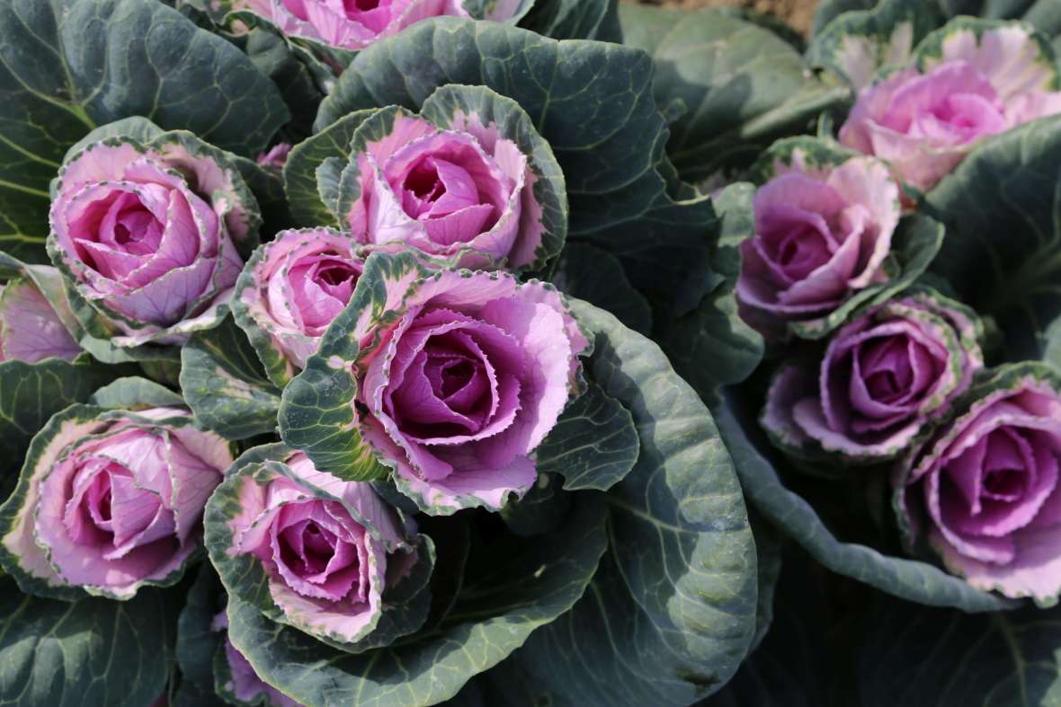 Wunderschön zeigt sich der bis Weihnachten winterfeste, rosafarbene, essbare Zierkohl: ‚Crane Pink F1‘ (Austrosaat)